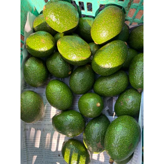 (2ฃ3กิโลกรัม)ไซส์ 6-8ลูก/โลอโวคาโด้พันธุ์บัคคาเนีย พร้อมส่ง