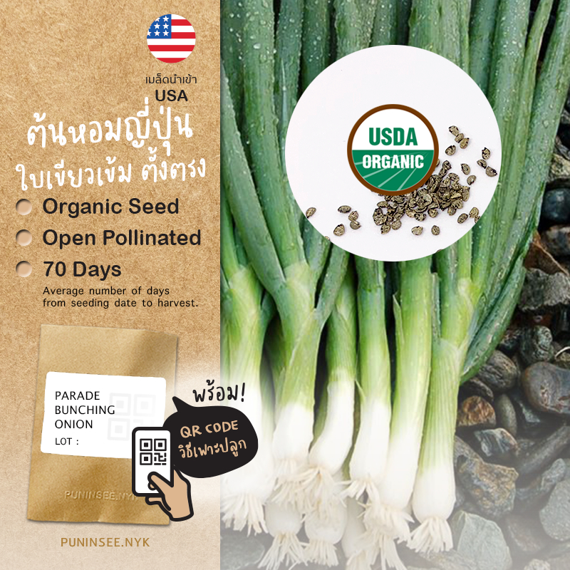 เมล็ดพันธุ์ ต้นหอมญี่ปุ่น ออร์แกนิค นำเข้า Parade White Bunching Onion (Organic Seed) หอมต้นใหญ่ หัวสีขาว ปันอินทรีย์