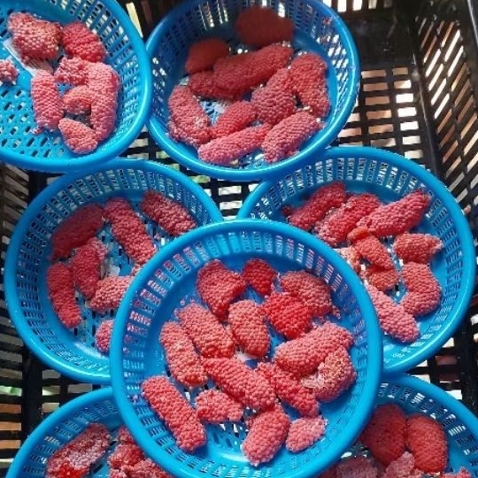 10 ช่อ ไข่หอยเชอรี่ทอง เพียง 30 บาท