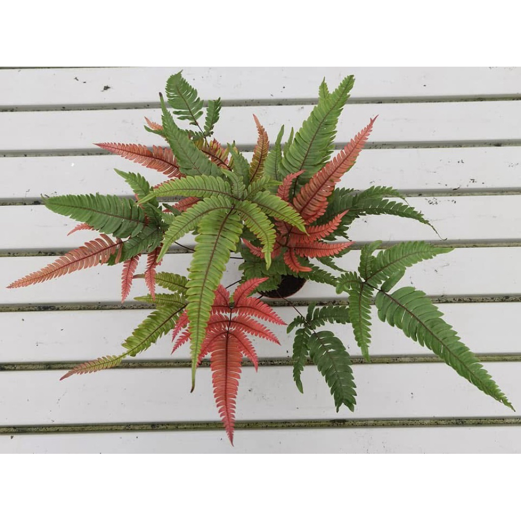 Pteris Tricolor เฟิร์นแดง