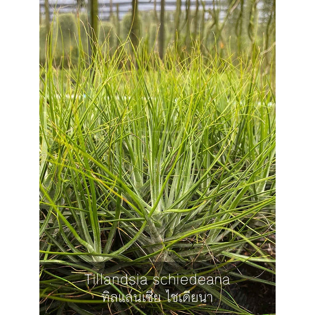 ทิลแลนเซีย ไซเดียน่าไมเนอร์ พร้อมไม้แขวน Tillandsia Schiedeana minor สัปปะรดสีใบแส้ ไม้ฟอกอากาศ