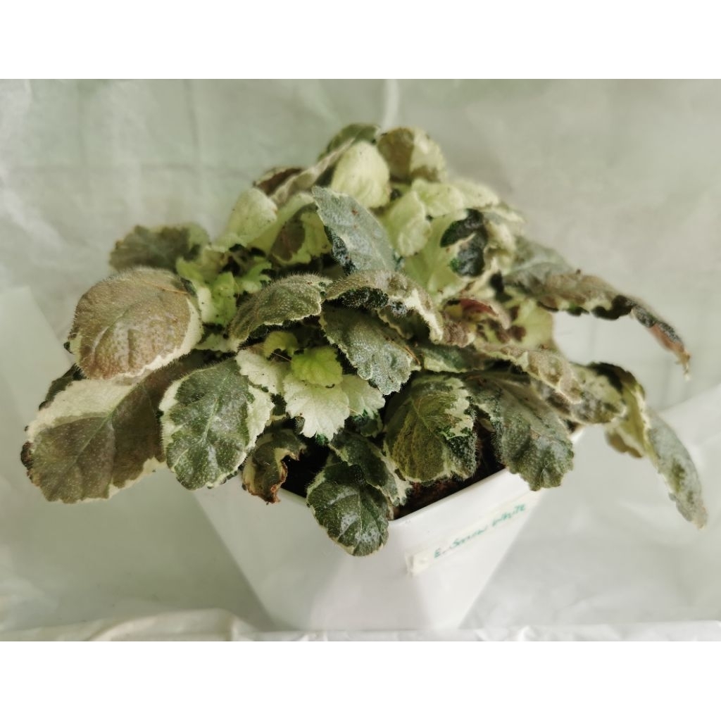 ต้นพรมญี่ปุ่น ส​โนไวท์​ Episcia Snow White กระถาง​ 5 นิ้ว​