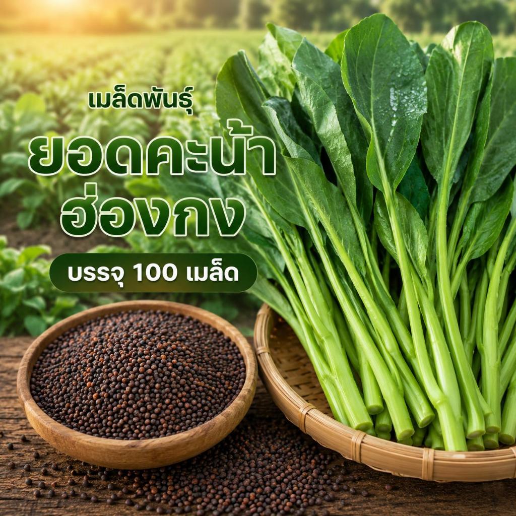 เมล็ดพันธุ์คะน้าฮ่องกง บรรจุ 100 เมล็ด