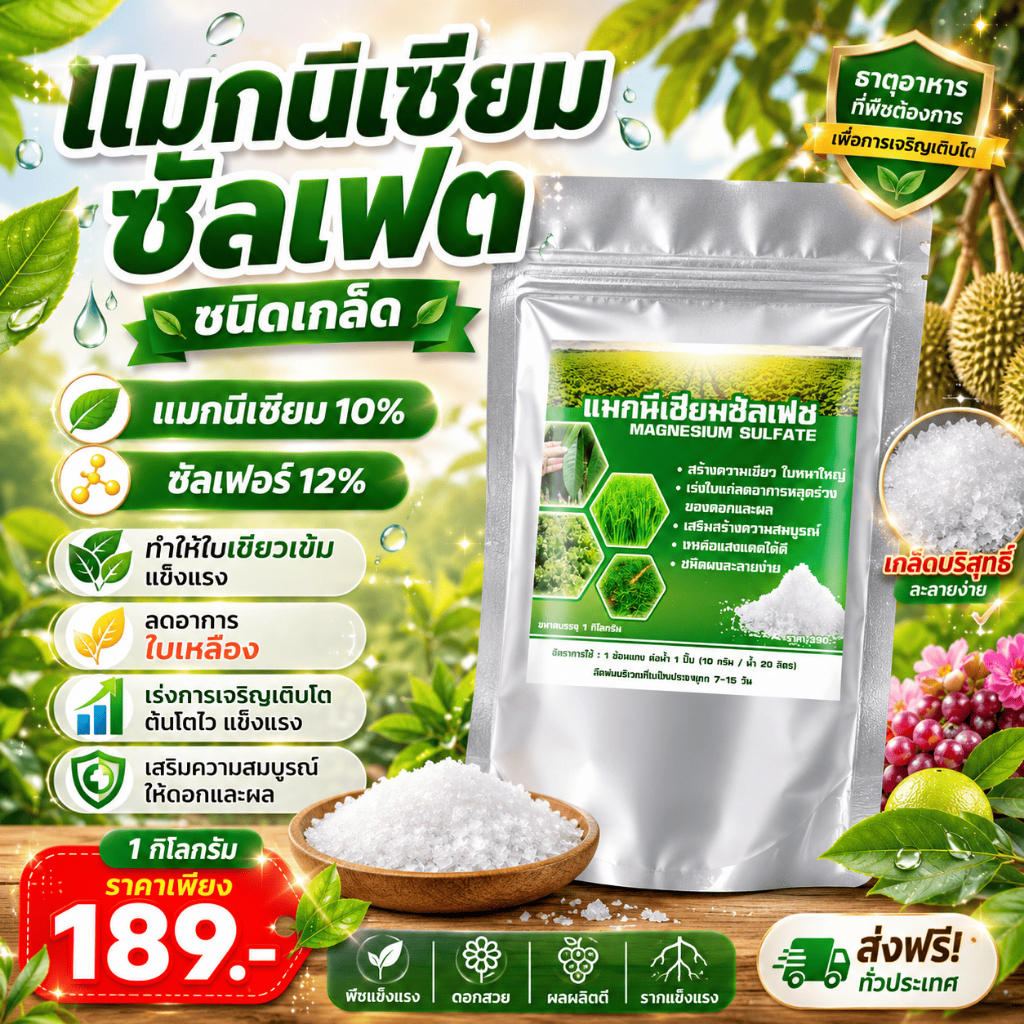 แมกนีเซียมซัลเฟต แมกนีเซียม10% ซัลเฟอร์12 % ทำให้ใบเขียวเข้ม แข็งแรง ลดอาการใบเหลือง เร่งโต 1กิโล
