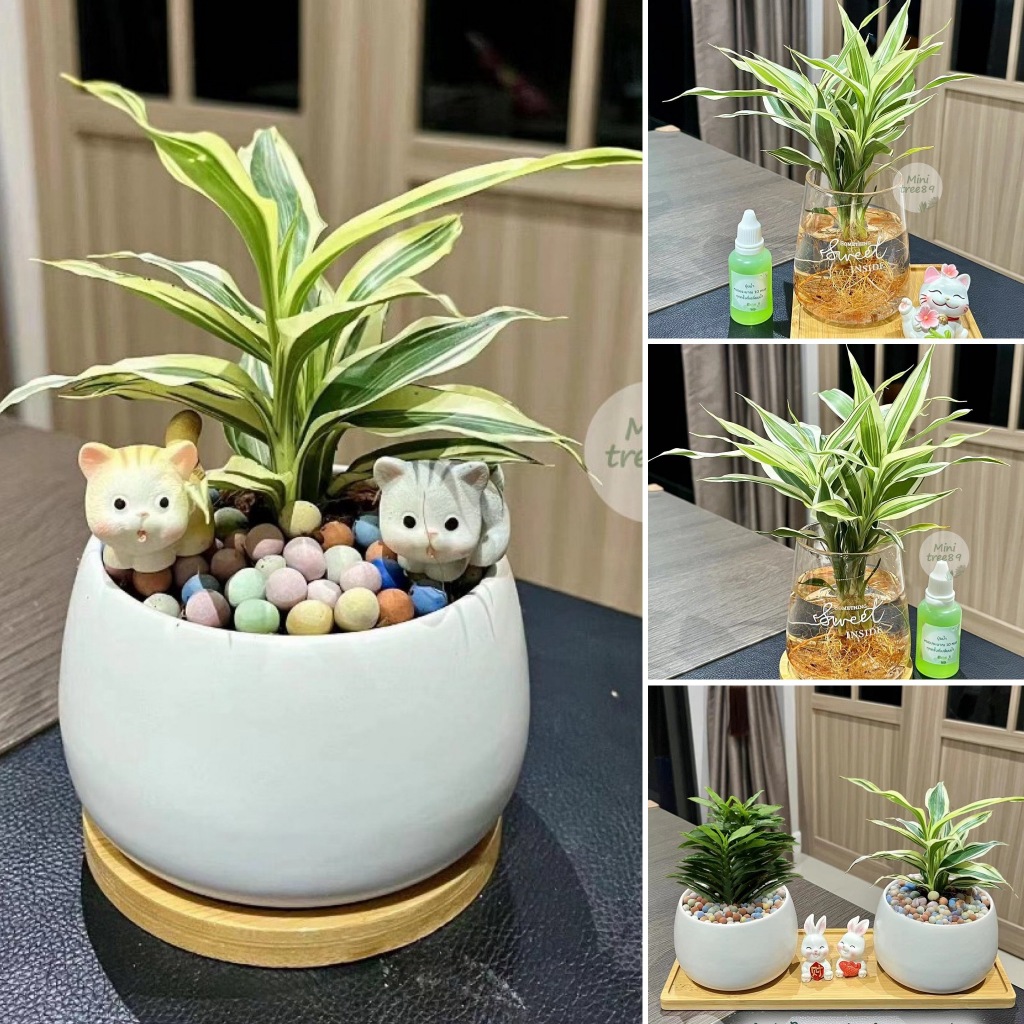 ต้นกวนอิมเงิน กวนอิมด่าง กระถางบาตร 3.5นิ้ว + ถาดรองไม้ + เม็ดดินเผาตกแต่ง + ตุ๊กตาตกแต่ง ต้นไม้มงคล minitree89