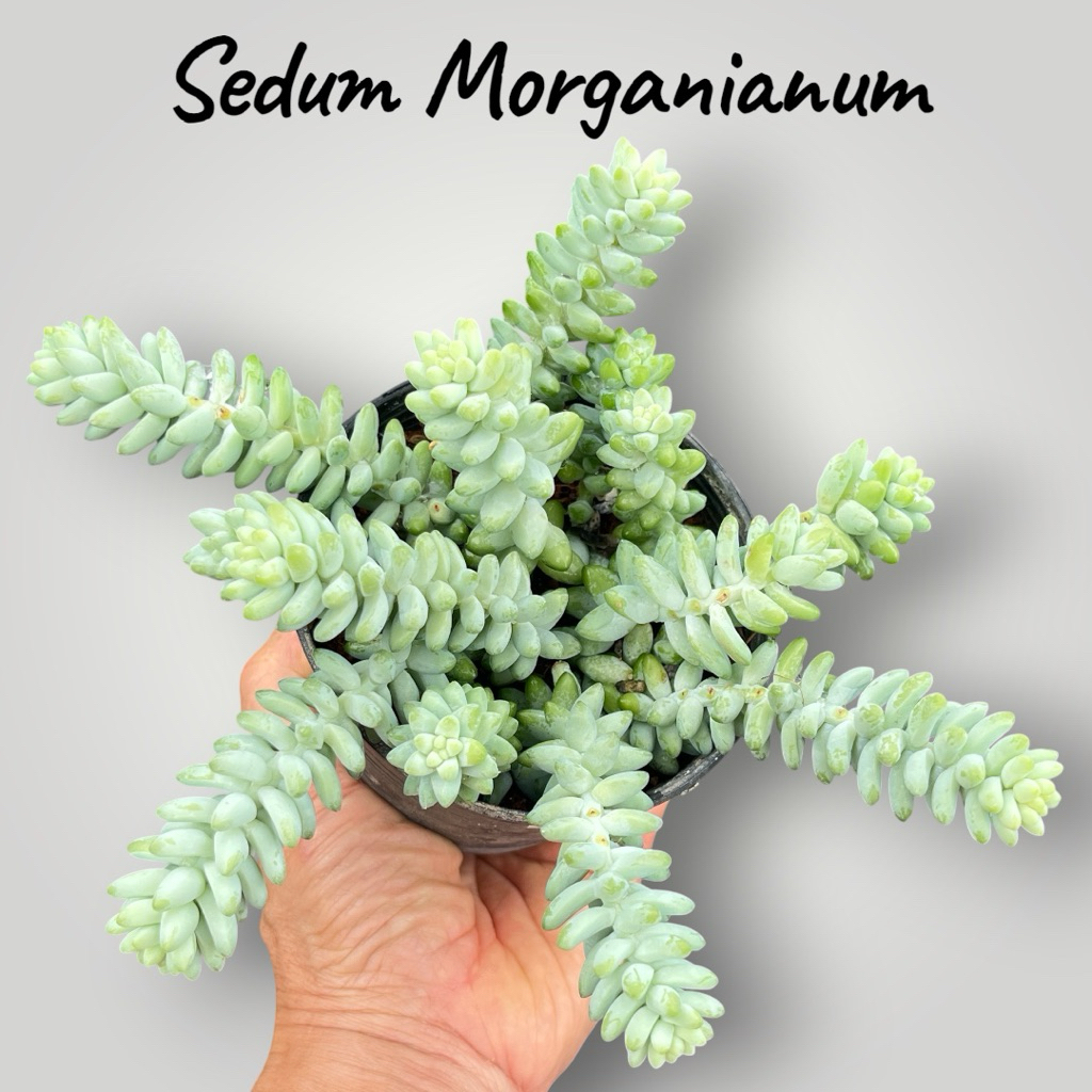 Sedum morganianum (รวงข้าว) กุหลาบหิน ไม้อวบนำ้ น่ารักๆ กระถาง 4 นิ้ว