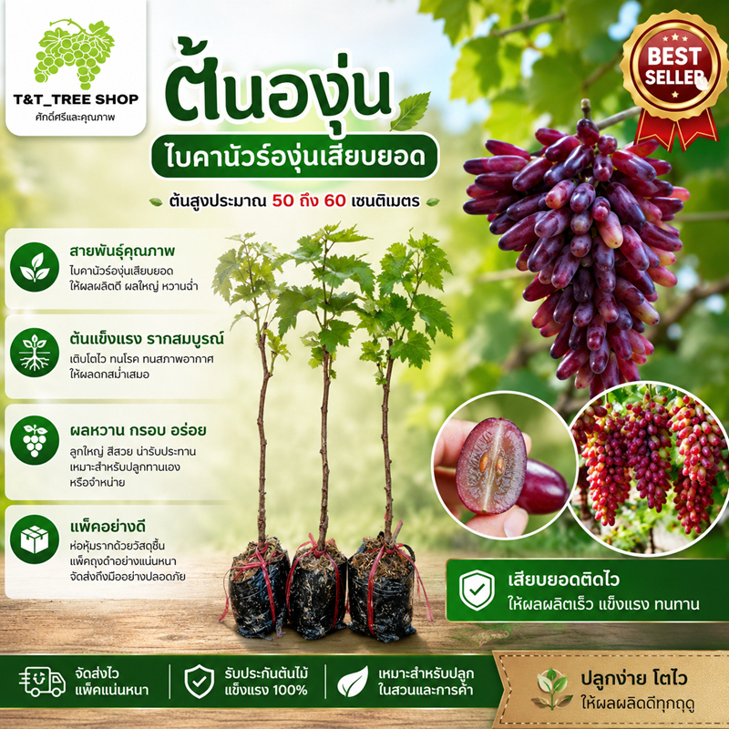 ต้นองุ่นไบคานัวร์ ไบโคนัวร์ องุ่นเสียบยอด สูง 50-60 ซม. ไร้เมล็ด ลูกใหญ่ หวานกรอบ ปลูกง่าย_nhobaikonur