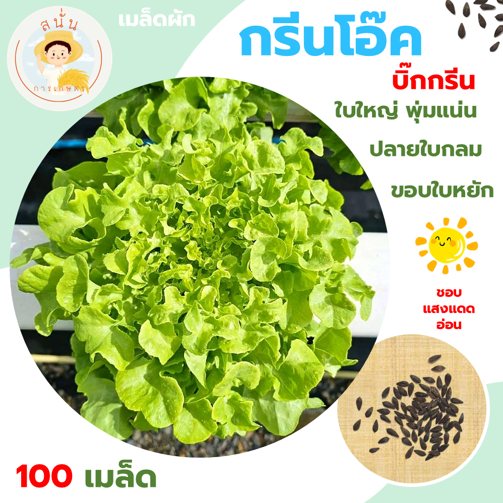 กรีนโอ๊ค บิ๊กกรีน (Green Oak) เมล็ดผัก ผักสลัด ทรงพุ่มใหญ่ หน้าใบกว้าง เนื้อนุ่ม ขนาด 100 เมล็ด