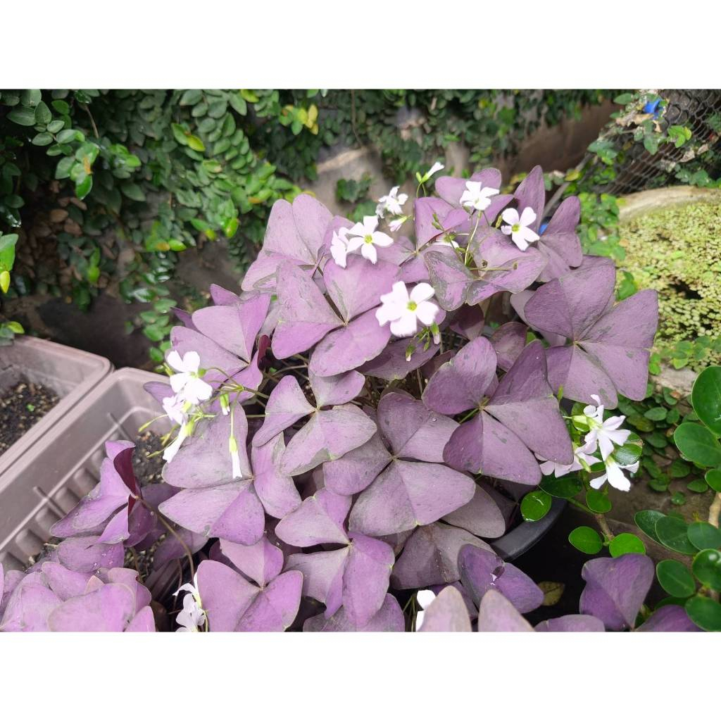 💜 Oxalis triangularis Hybrid 💜 ผีเสื้อราตรีม่วงไฮบริดลูกผสม  ใบสีม่วงหม่นลาย Random ดอกสีขาว สวยสบาย