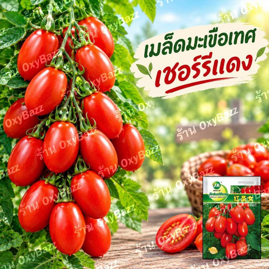 เมล็ดมะเขือเทศเชอร์รี่แดง 200 เมล็ด หวานฉ่ำ ผลดก ปลูกง่าย โตไว ปลูกได้ทั้งกระถางและแปลง
