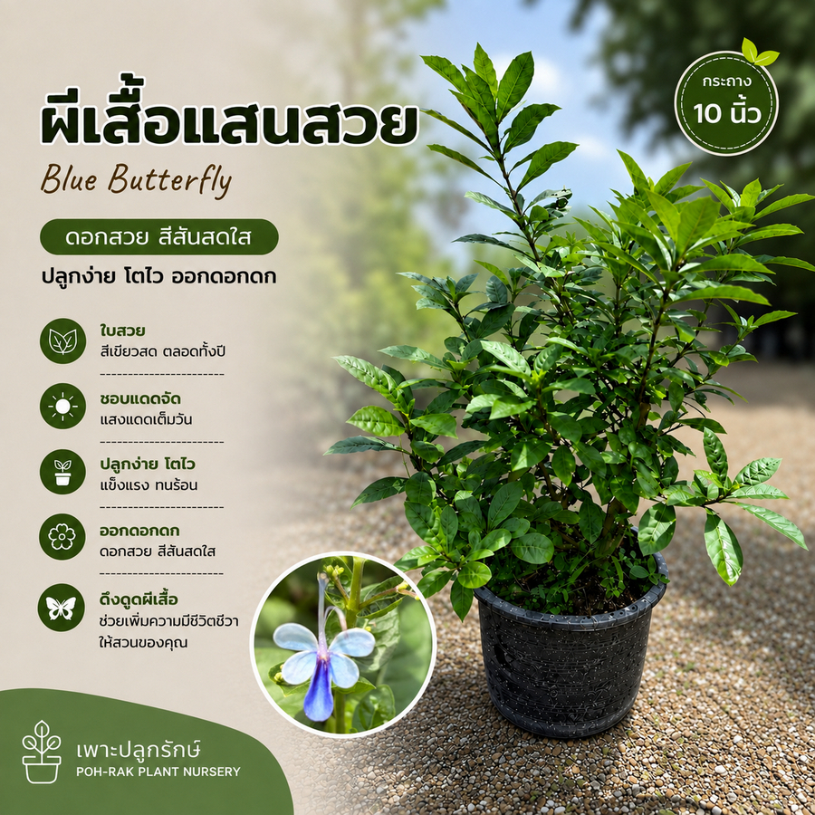 ต้นผีเสื้อแสนสวย #ดอกไม้ทานได้ edibleflower F27