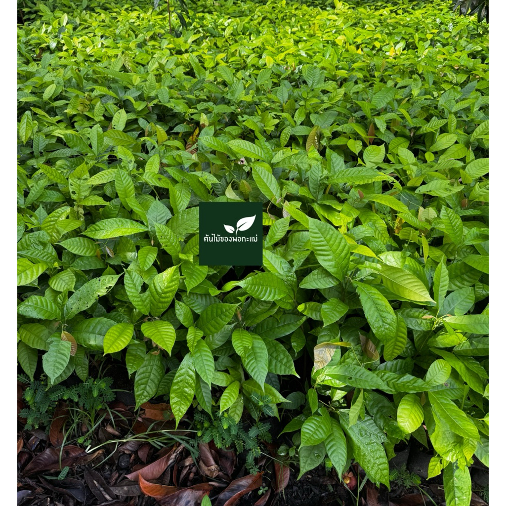 ต้นโกโก้​ พันธุ์​ชุมพร​1   ชุด12ต้น สูง​ 30ซม.โตไวพร้อมปลูก - รูปที่ 7