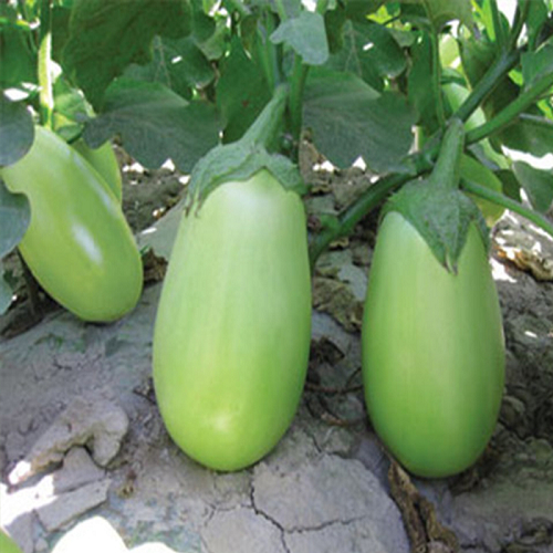 Dwarf Eggplant Seeds เมล็ดพันธุ์ มะเขือยักษ์ พันธุ์หยกภูพาน (Yok Poo Pan Giant Eggplant Seed) บรรจุ 