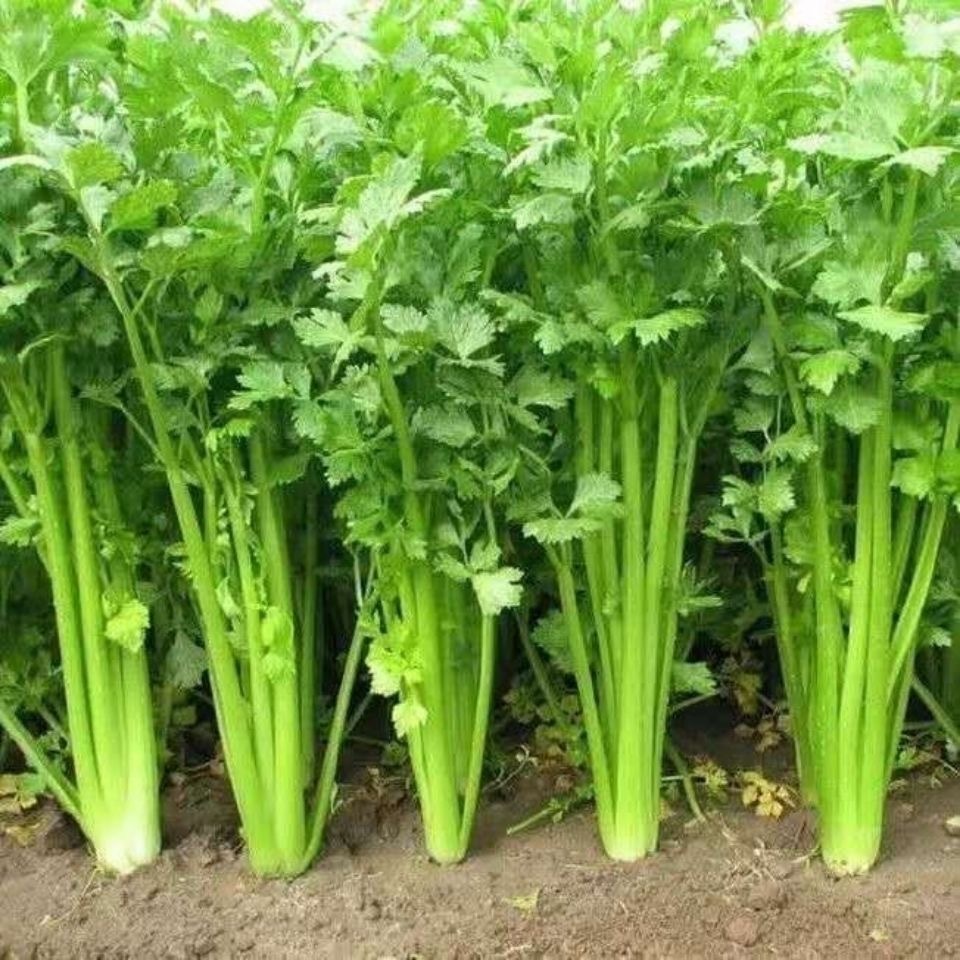 TALL CELERY SEEDS (1500 seeds) - High Yield Variety