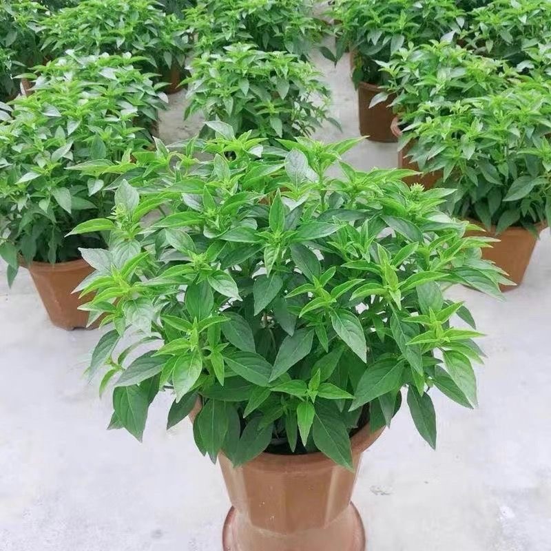 โหระพาใบใหญ่ อิตาเลี่ยน เบซิลใบใหญ่ 300 เมล็ด Large Leaf Italian genovese Basil Seeds เมล็ดพันธุ์แท้100%นำเข้าจากต่างประ - รูปที่ 4