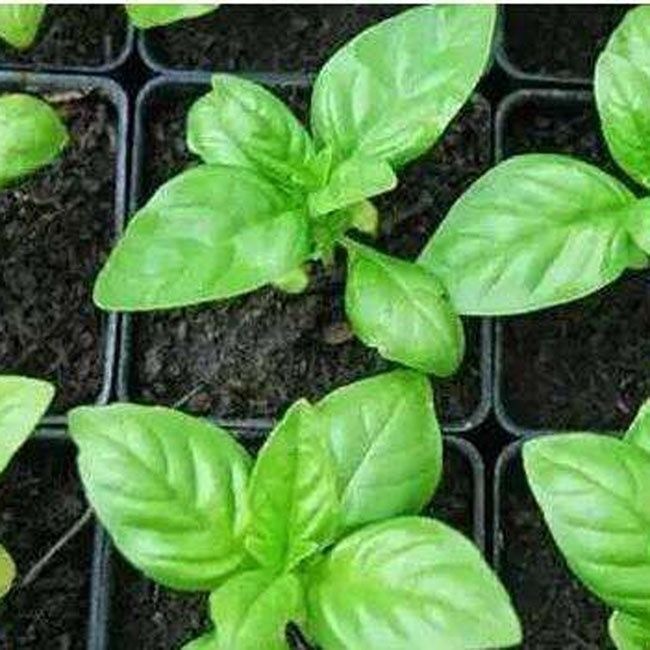 โหระพาใบใหญ่ อิตาเลี่ยน เบซิลใบใหญ่ 300 เมล็ด Large Leaf Italian genovese Basil Seeds เมล็ดพันธุ์แท้100%นำเข้าจากต่างประ - รูปที่ 3