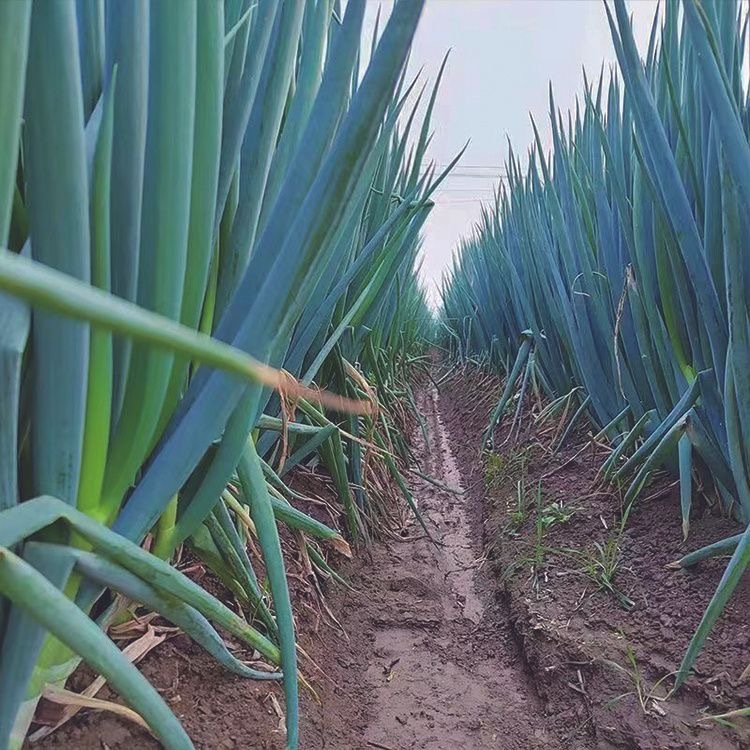 Giant Green Onion Seed - 300Seeds High Germination Spring Onion Seeds for Planting Hybrid Bunching O