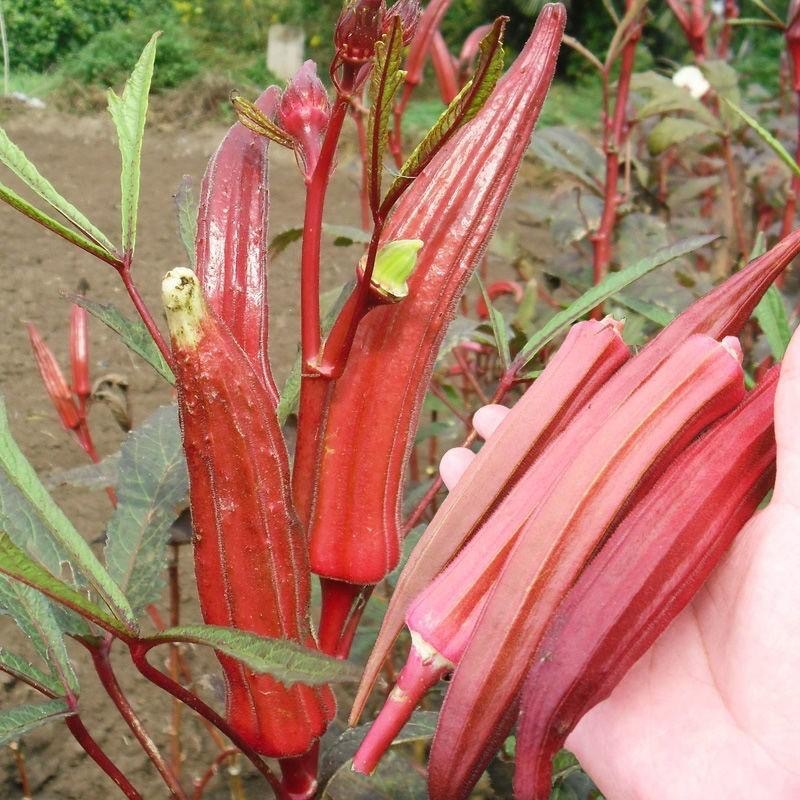 Red Okra Seeds - Vegetable SeedsvFresh Organic Red Okra Seeds for Planting (20 Seed) High Yield Legi