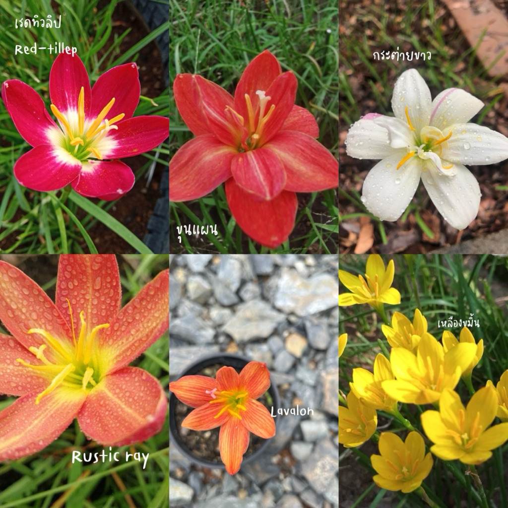 บัวดิน ส่งทั้งกระถาง 5“ ฟอร์มสวย ต้นแข็งแรง🪴🪴🌼