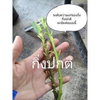 ยอดพันธุ์อะโวคาโด สำหรับเสียบเปลี่ยนยอดเอง ราคาขายต่อ 1 ยอด