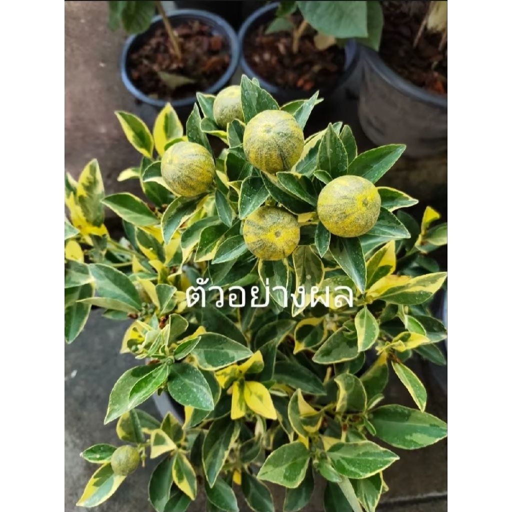 ต้นส้มจี๊ดใบด่าง 1 ต้นถุงดำขนาดเล็ก 10-15 ซม. ส้มจี๊ดใบด่างลูกสุกสีส้มสวยทั้งใบและลูก ไม้มงคล