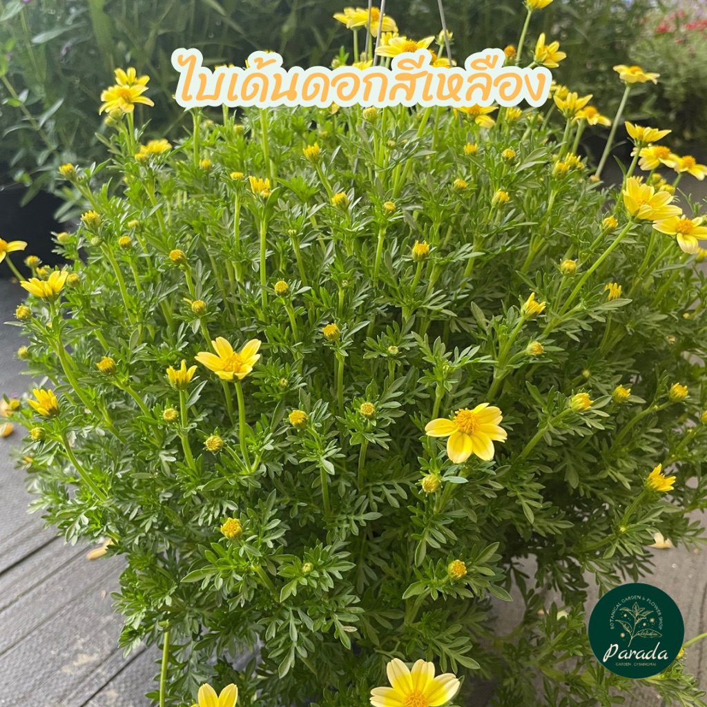 ไบเด้นดอกสีเหลือง ดอกไม้กินได้ กระถางขนาด 8 นิ้ว