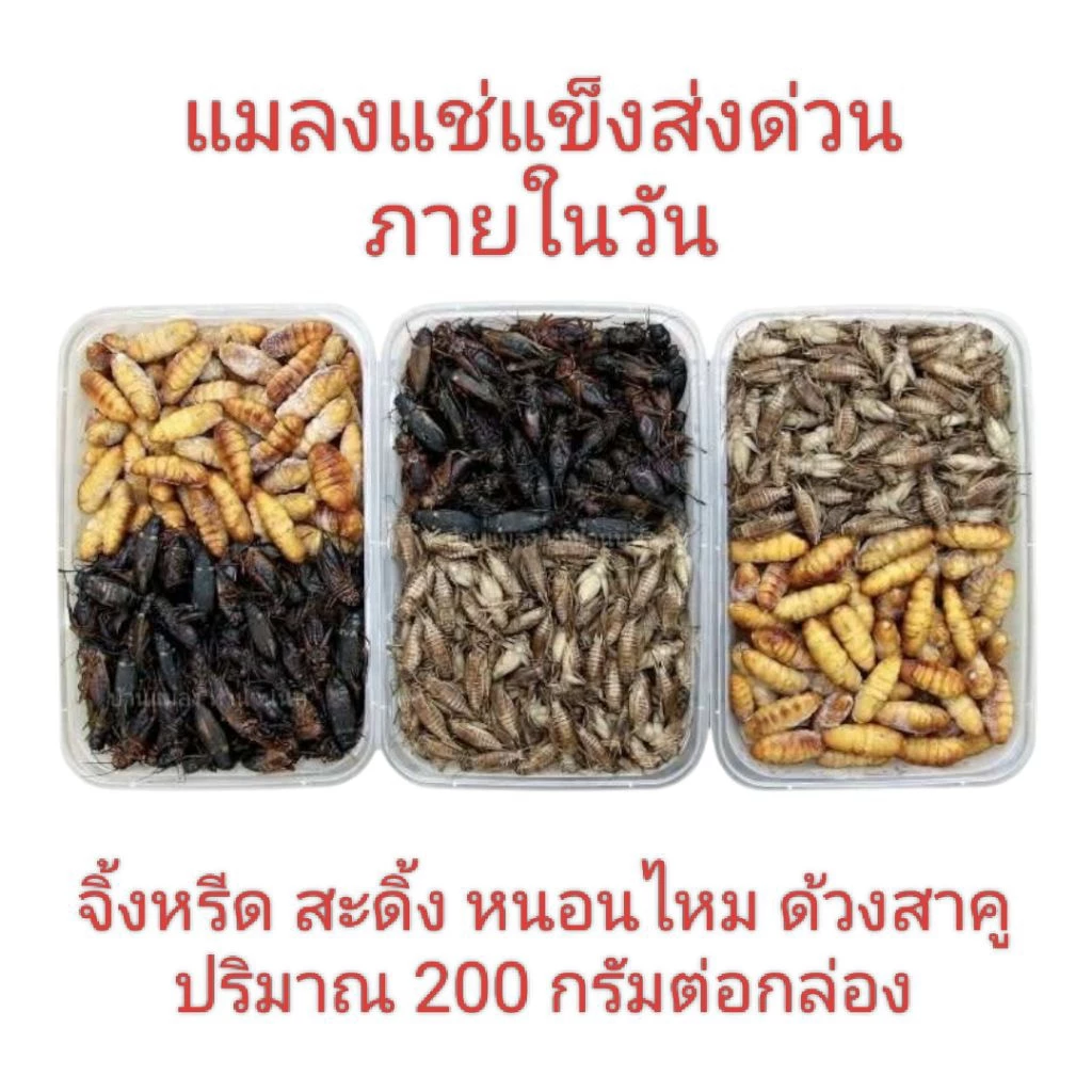 แมลงแช่แข็ง ✨ ส่งด่วน ✨จิ้งหรีด สะดิ้ง จิ้งโกร่ง หนอนไหม ด้วงสาคู รถด่วน ไม่ใส่เกลือ แพคกล่องละ 200 กรัม
