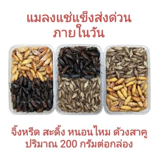 แมลงแช่แข็ง ✨ ส่งด่วน ✨จิ้งหรีด สะดิ้ง จิ้งโกร่ง หนอนไหม ด้วงสาคู รถด่วน ไม่ใส่เกลือ แพคกล่องละ 200 กรัม