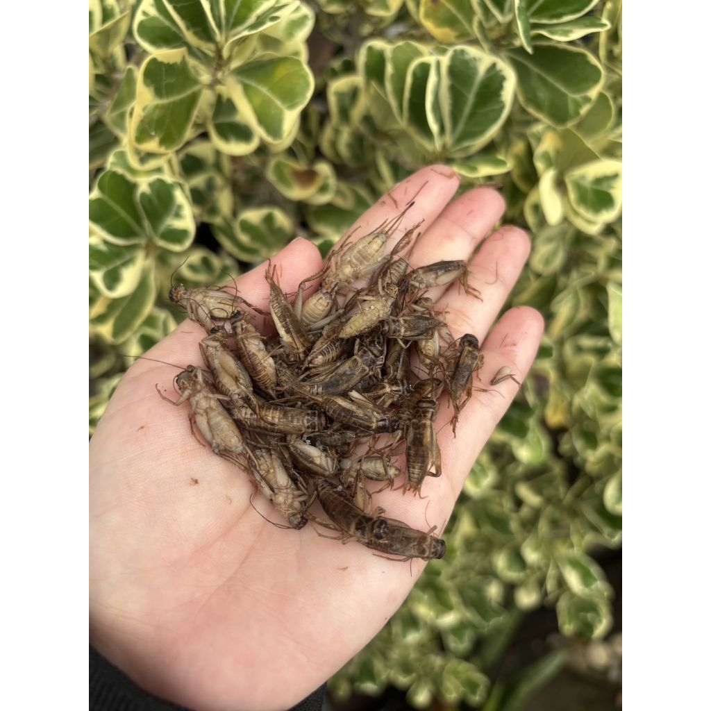 รูปภาพ 4