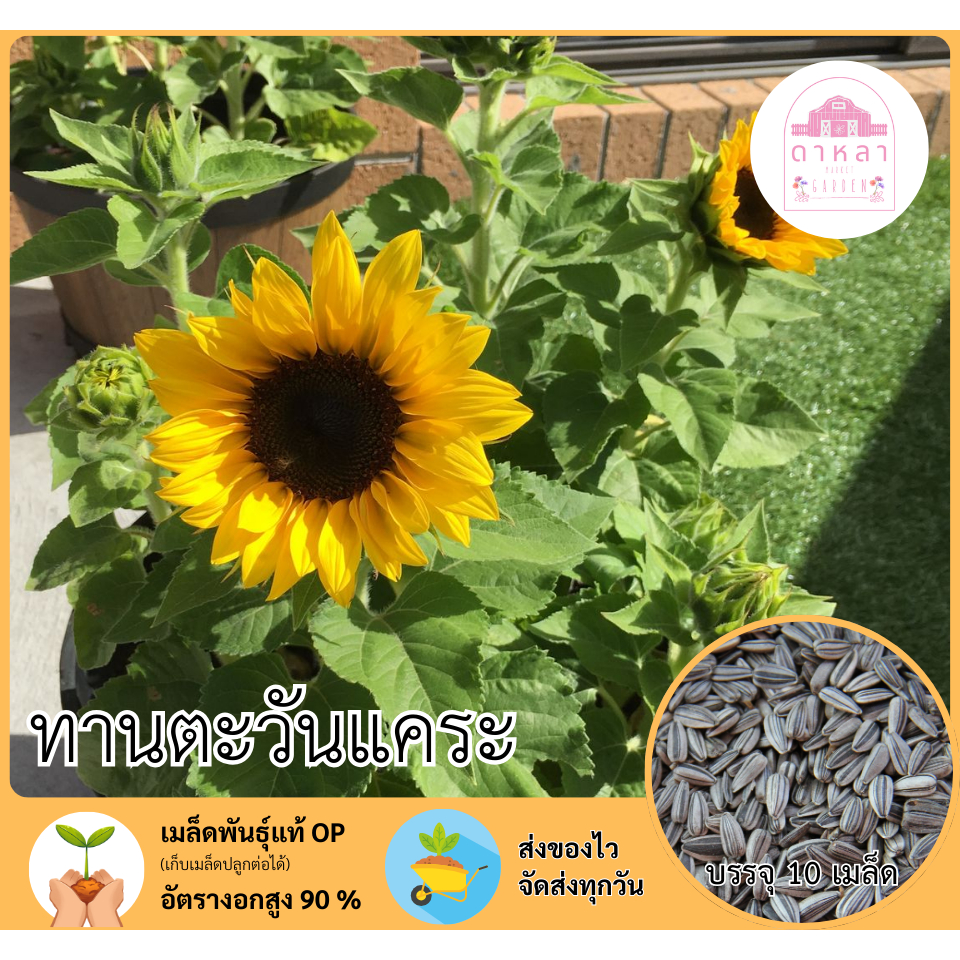 เมล็ดพันธุ์ทานตะวันแคระ 10 เมล็ด