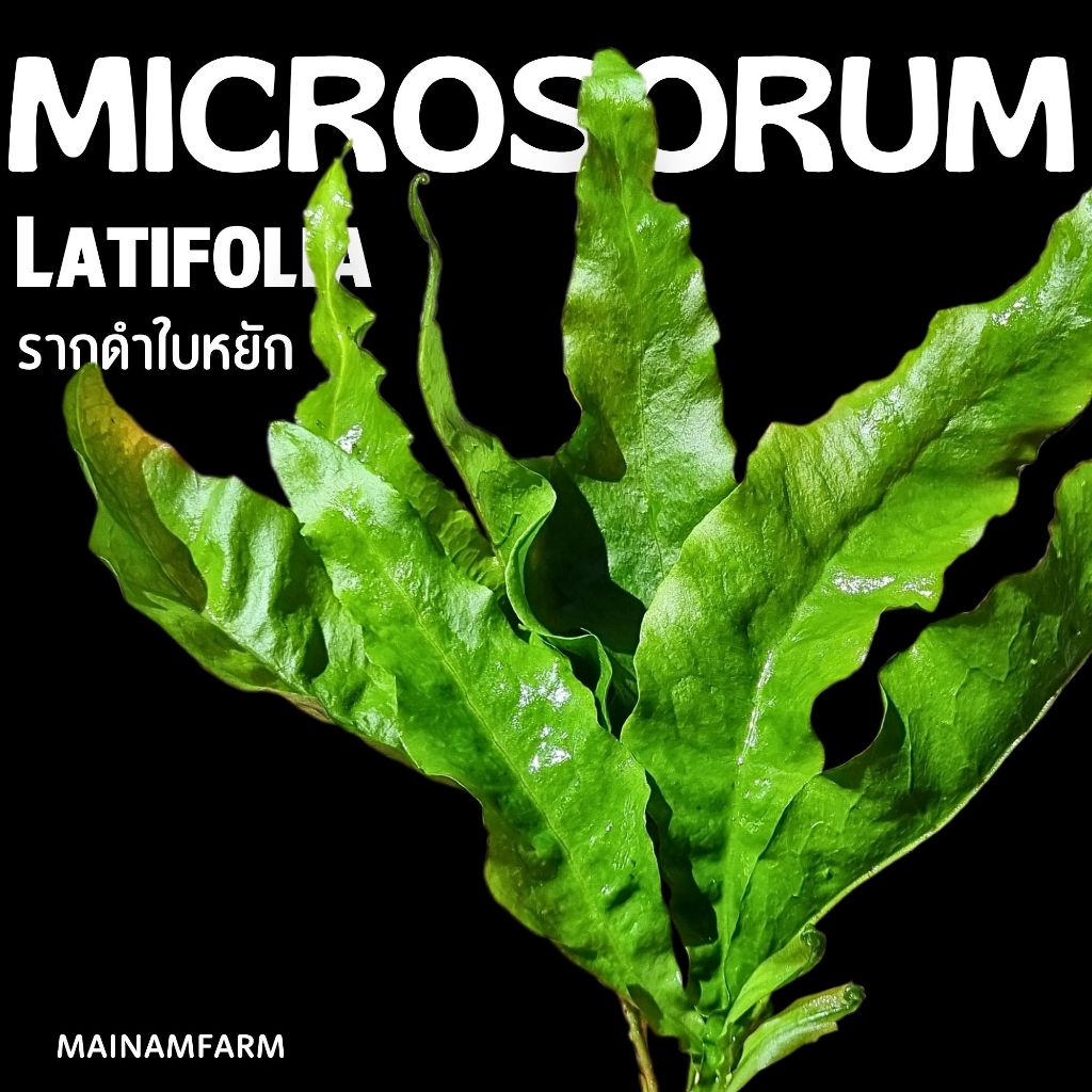 รากดำ ใบหยัก - Microsorum Latifolia / Java Fern 'Lettuce' ต้นไม้น้ำ เฟิร์นรากดำ จาวาเฟิร์น