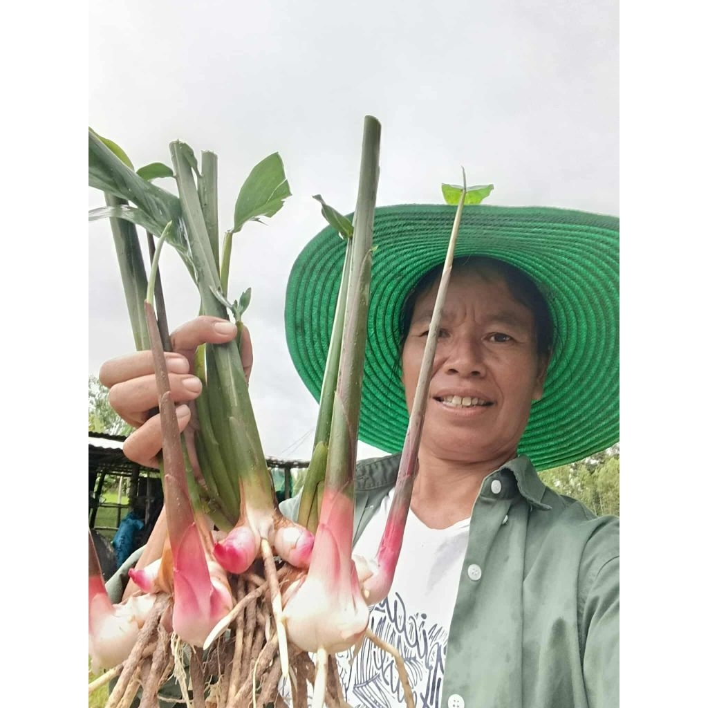 ข่าแดง​ พันธุ์​ข่า​แดง​ จากสวน​ ส่งไว