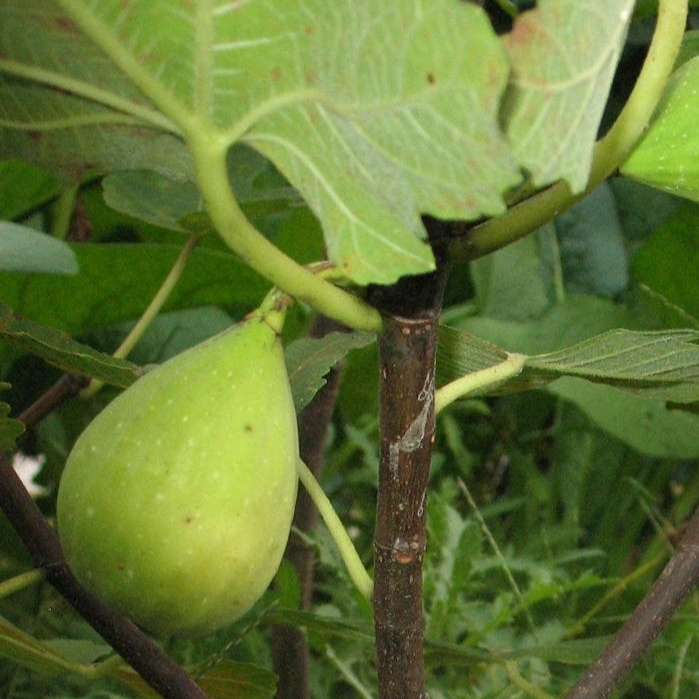 1 ต้นมะเดื่อฝรั่ง พันธุ์ long d'aout Figs กระถาง 8 นิ้ว ลำต้นสูง 30-40 ซม