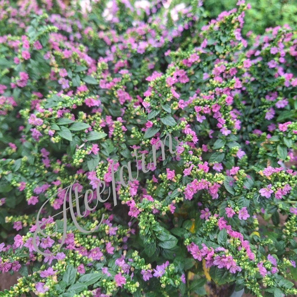 ต้นกล้าดอกหลิวไต้หวันพร้อมปลูก