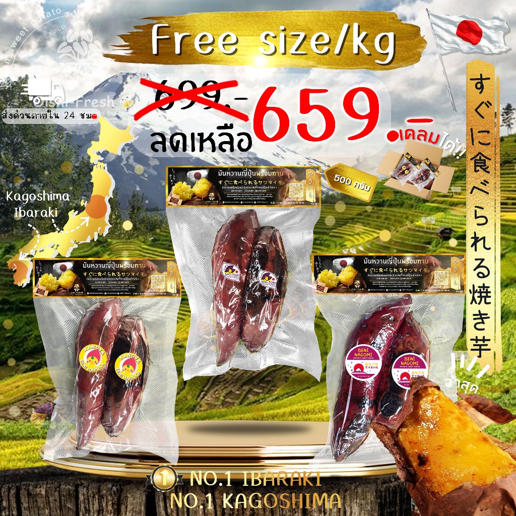 Oishi-Fresh มันหวานญี่ปุ่น Beni haruka แท้เผาพร้อมทาน 500 กรัม เนื้อเหลือง หอม หวาน สินค้าเคลมได้ จัดส่ง 24 ชม.