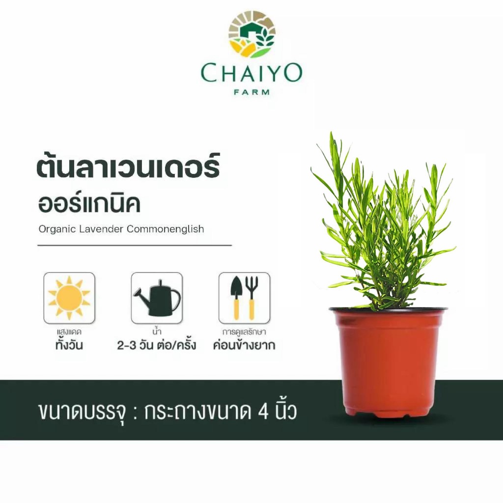 ต้นลาเวนเดอร์ ออร์แกนิค Lavender Common English Organic กระถาง 4 นิ้ว และ 6 นิ้ว