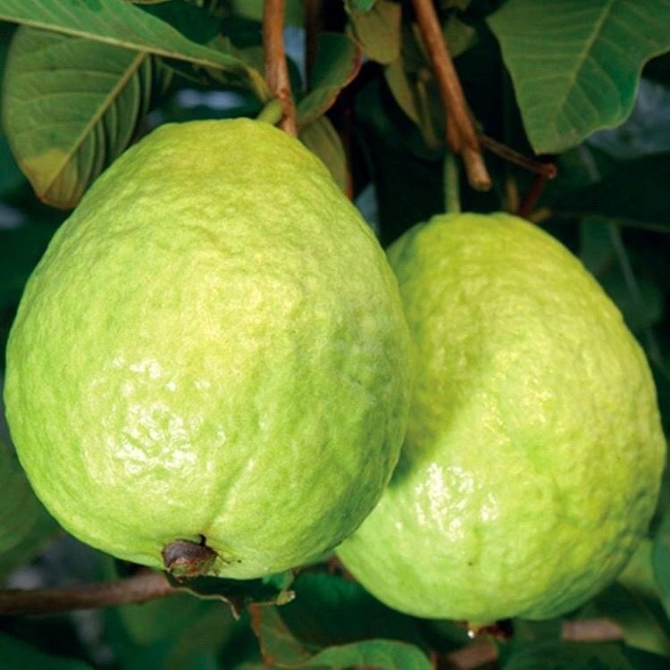 เมล็ดพันธุ์ ฝรั่ง เมล็ดฝรั่ง บรรจุ50 เมล็ด (Guava Seeds for Planting) Bonsai Guava Tree Fruit Seeds 