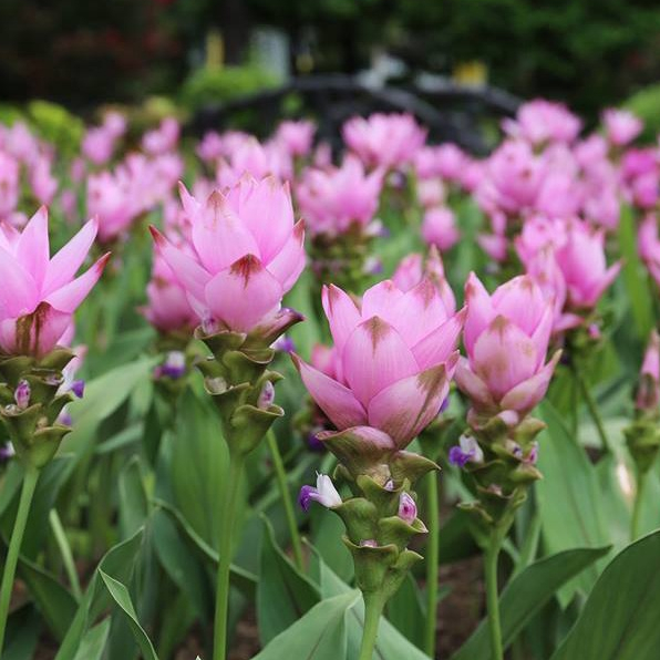 2 เหง้า ว่าน ปทุมมา กระเจียวบัว ขมิ้นโคก ทิวลิปสยาม Siam tulip ดอกบัวสวรรค์