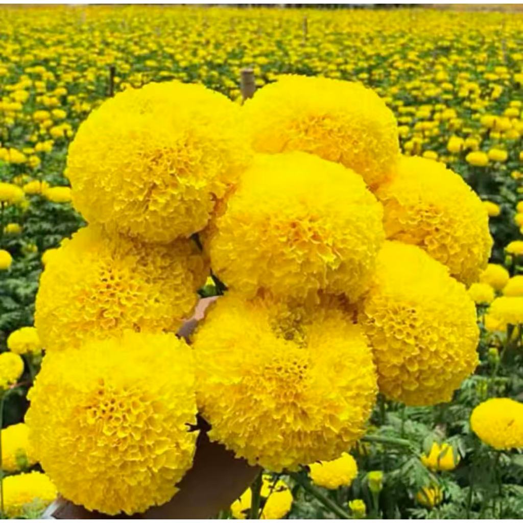 เมล็ดพันธ์ดาวเรือง เหลืองเจ้าพระยา มหาโชค รัสมีสีเหลือง ดอกใหญ่ เพาะง่ายอัตรางอก ส่งจากไทย