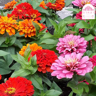 เมล็ดพันธุ์ดอกบานชื่นคละสี 100 เมล็ด