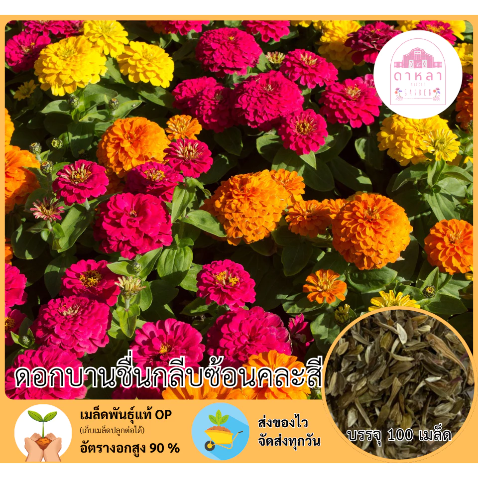 เมล็ดพันธุ์ดอกบานชื่นคละสี 100 เมล็ด