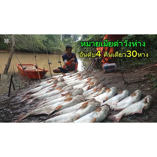 หัวเชื้อตกปลาสวายดับ รับประกันของแท้ หมายธรรมชาติ บ่อแข่ง ( 1 ขวด)