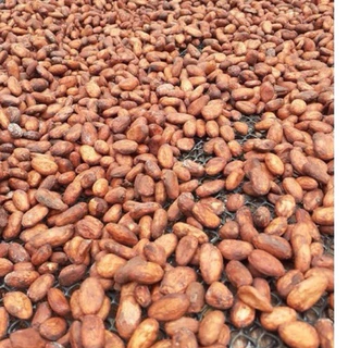🍫เมล็ดโกโก้คั่ว ดอยช้าง คั่วสด คั่วบด สูตรพรีเมียมเข้มข้น.! 🔥(COCAO)