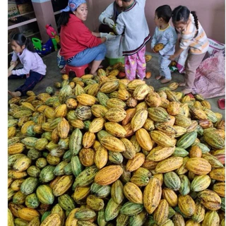 🍫เมล็ดโกโก้คั่ว ดอยช้าง คั่วสด คั่วบด สูตรพรีเมียมเข้มข้น.! 🔥(COCAO)