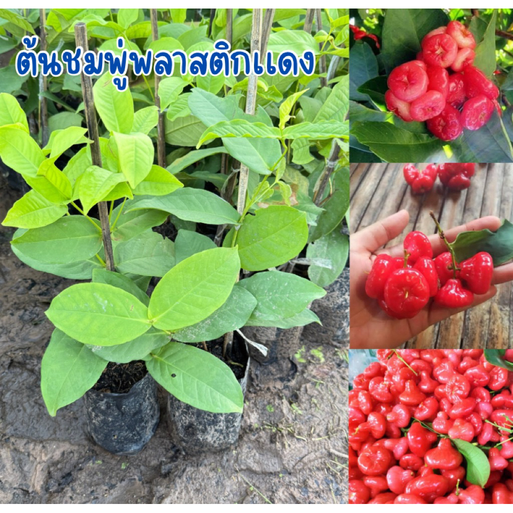 ต้นชมพู่พลาสติกเเดง พร้อมปลูก สูง40เซน