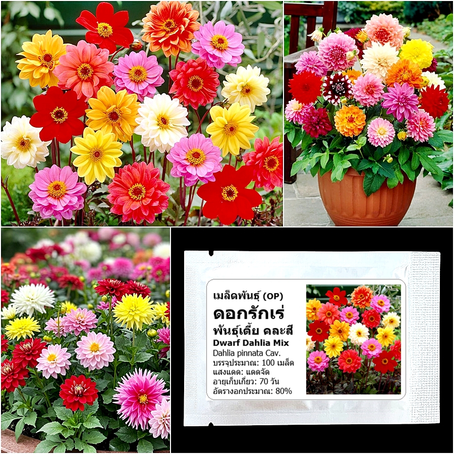เมล็ดพันธุ์ ดอกรักเร่เตี้ย คละสี Dwarf Dahlia Mix Flower Seed 100 เมล็ด คุณภาพดี ของแท้ 100%