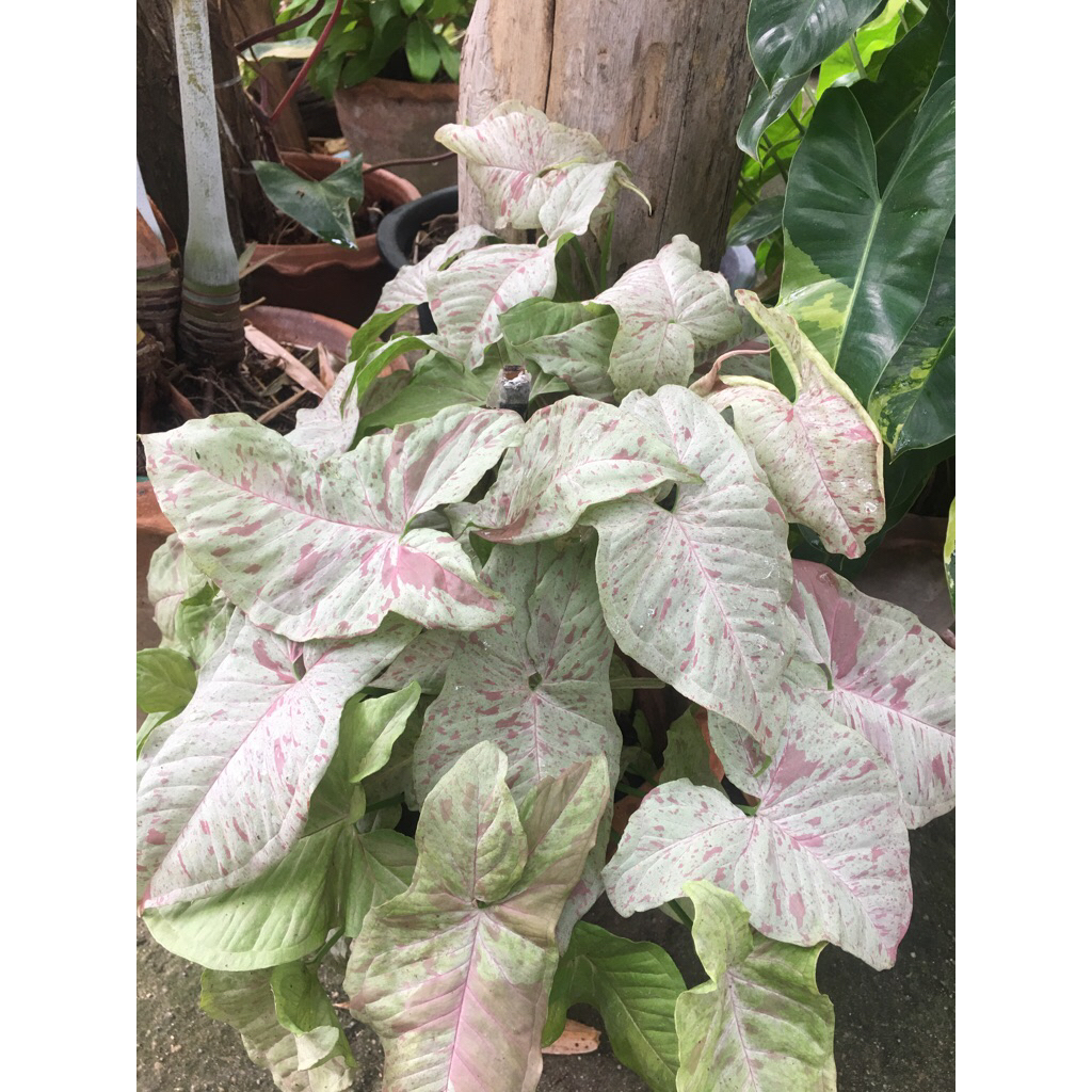 มิ้ลค์ คอนเฟตติ (syngonium milk confetti) กระถาง 4