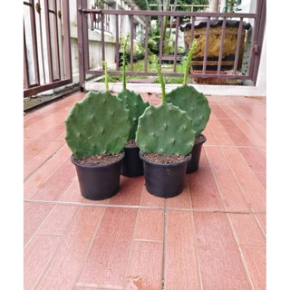 Opuntia Ficus-indica ,Stricta, Vulgaris สายพันธุ์กินใบและผลได้ 📌โปรดอ่านรายละเอียดก่อนสั่งซื้อ