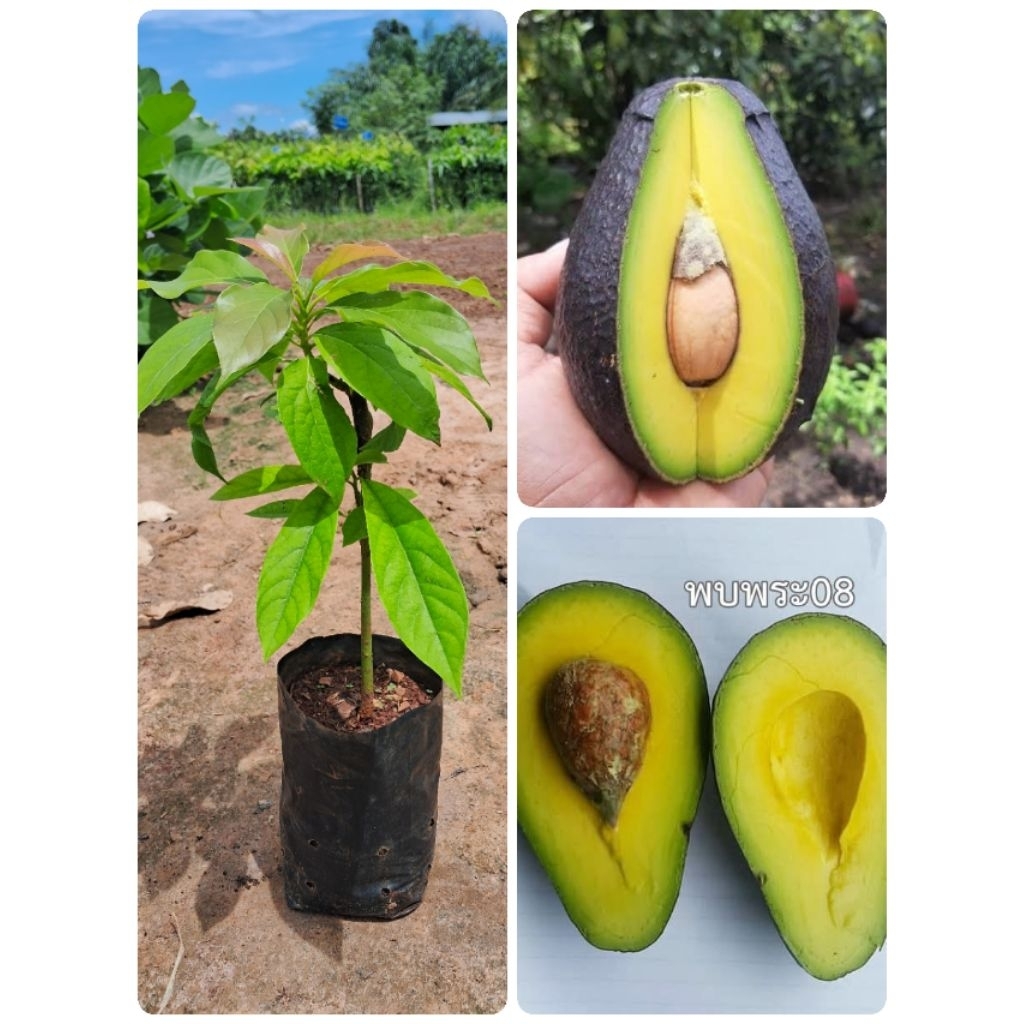 ต้นอะโวคาโดพันธุ์พบพระ08🥑🥑(เสียบยอด)สูง40-50ซม.ต้นพร้อมปลูก