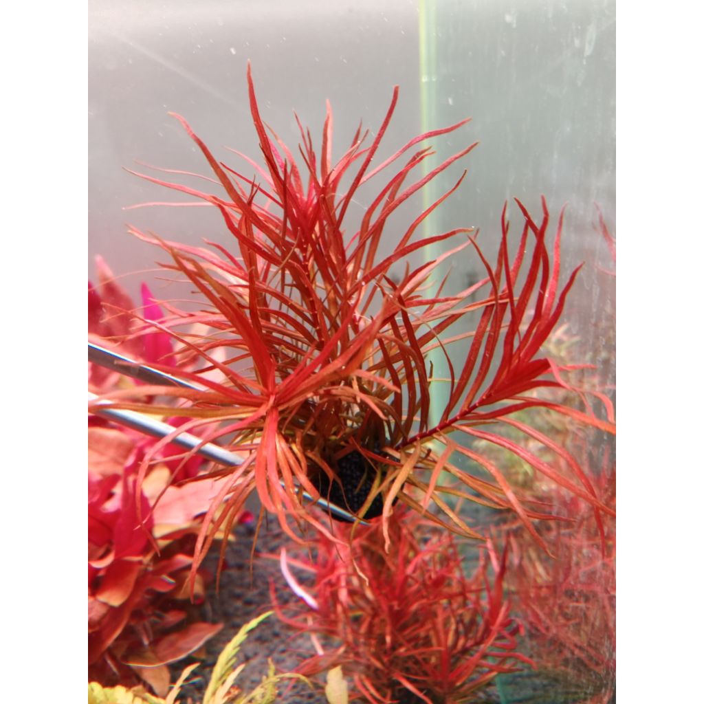 Ludwigia Arcutaใบน้ำก้อนวาบิ